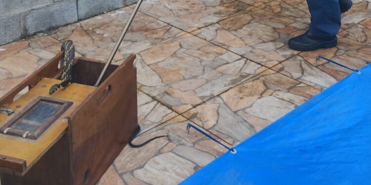 [Vídeo] Cobra caninana é encontrada em residência em Araquari: “Perto de piscina”