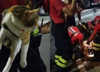 [Vídeo] Gato fica preso em bueiro e mobiliza bombeiros em Jaraguá do Sul