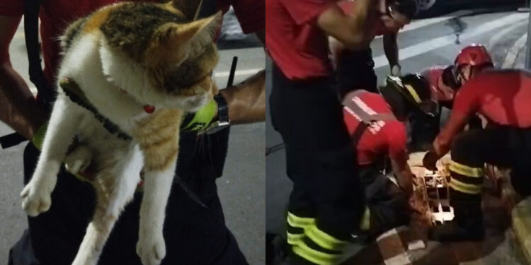 [Vídeo] Gato fica preso em bueiro e mobiliza bombeiros em Jaraguá do Sul