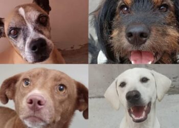 Jaraguá do Sul terá nova feira de adoção de animais neste sábado (22)