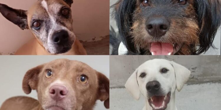 Jaraguá do Sul terá nova feira de adoção de animais neste sábado (22)