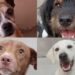 Jaraguá do Sul terá nova feira de adoção de animais neste sábado (22)