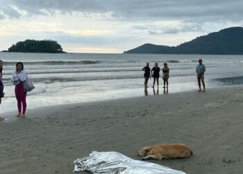 Cachorro permanece ao lado de tutor morto na praia de Balneário Camboriú