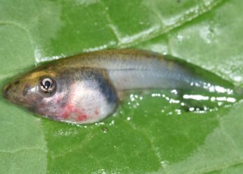 ‘Ranavírus’: Vírus que causa morte de rãs, sapos e até peixes é encontrado em Guaramirim