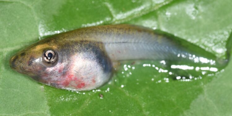 ‘Ranavírus’: Vírus que causa morte de rãs, sapos e até peixes é encontrado em Guaramirim