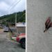 Adolescente de 16 anos dá tesouradas em garota de programa em SC: “Desacordo comercial”