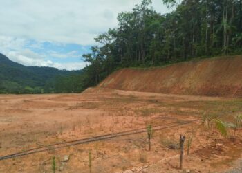 Área com desmatamento ilegal é identificada em Jaraguá do Sul