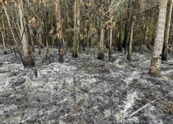Fogo destrói 20 mil metros quadrados de vegetação em Guaramirim