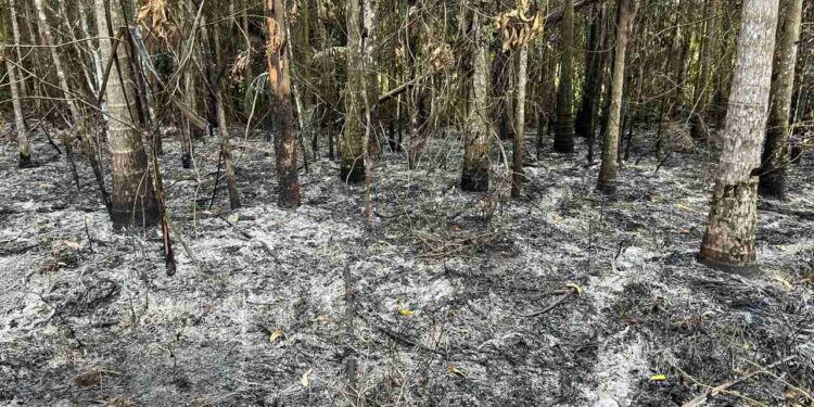 Fogo destrói 20 mil metros quadrados de vegetação em Guaramirim