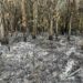 Fogo destrói 20 mil metros quadrados de vegetação em Guaramirim