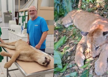 Puma atropelado em Massaranduba é levado para FURB e será empalhado