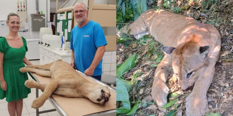 Puma atropelado em Massaranduba é levado para FURB e será empalhado