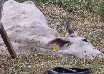 Saiba o que está sendo feito para ajudar a vaca encontrada debilitada em Jaraguá do Sul