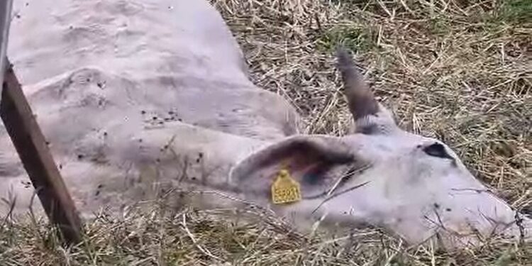 Saiba o que está sendo feito para ajudar a vaca encontrada debilitada em Jaraguá do Sul