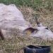 Saiba o que está sendo feito para ajudar a vaca encontrada debilitada em Jaraguá do Sul