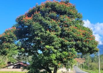 Árvores com flores tóxicas para abelhas nativas serão substituídas em Jaraguá do Sul