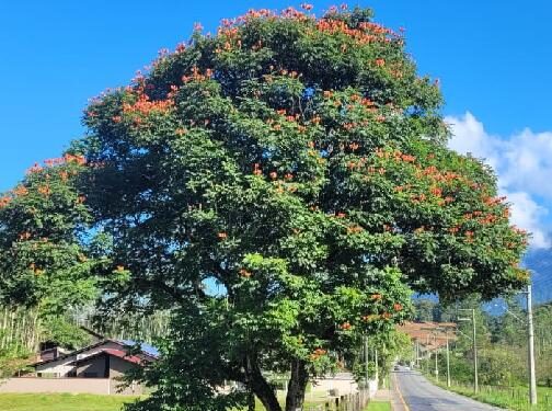 Árvores com flores tóxicas para abelhas nativas serão substituídas em Jaraguá do Sul