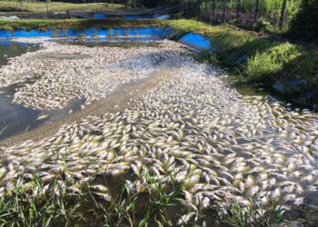 Milhares de peixes morrem devido a falta de energia em Corupá