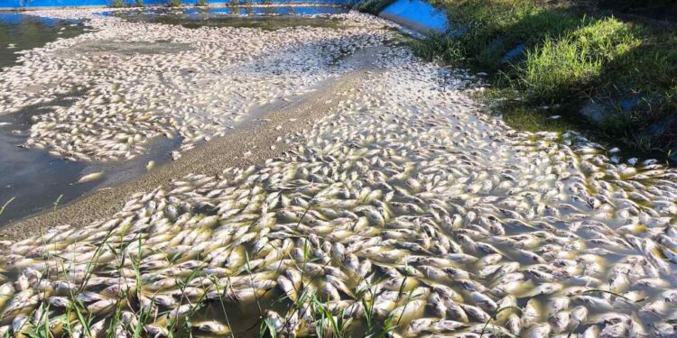Milhares de peixes morrem devido a falta de energia em Corupá