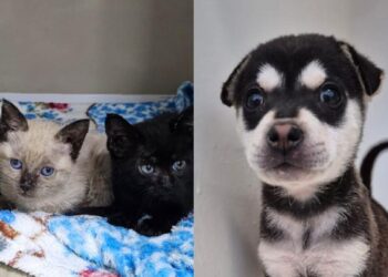 Jaraguá do Sul terá nova feira de adoção de animais neste sábado (12)