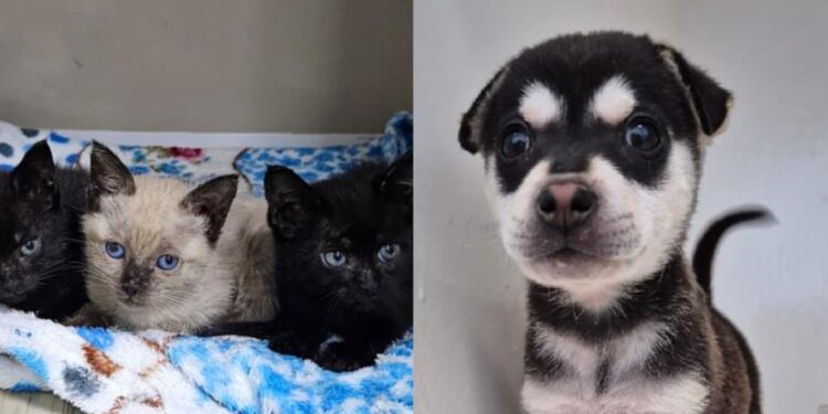 Jaraguá do Sul terá nova feira de adoção de animais neste sábado (12)