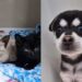 Jaraguá do Sul terá nova feira de adoção de animais neste sábado (12)