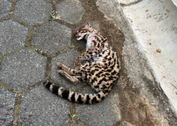 [Vídeo] Gato-maracajá é encontrado morto em rua de Jaraguá do Sul