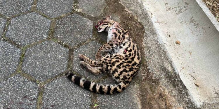 [Vídeo] Gato-maracajá é encontrado morto em rua de Jaraguá do Sul