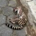 [Vídeo] Gato-maracajá é encontrado morto em rua de Jaraguá do Sul