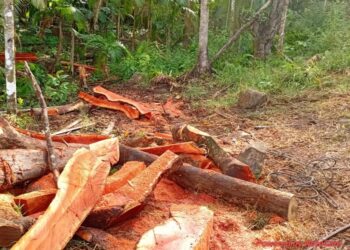 Desmatamento ilegal é identificado em área rural de Jaraguá do Sul