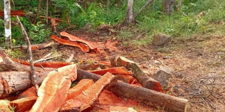 Desmatamento ilegal é identificado em área rural de Jaraguá do Sul