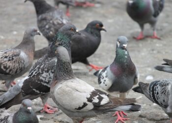 Homem mata pombos e afirma que ‘levaria para mãe cozinhar’ em SC