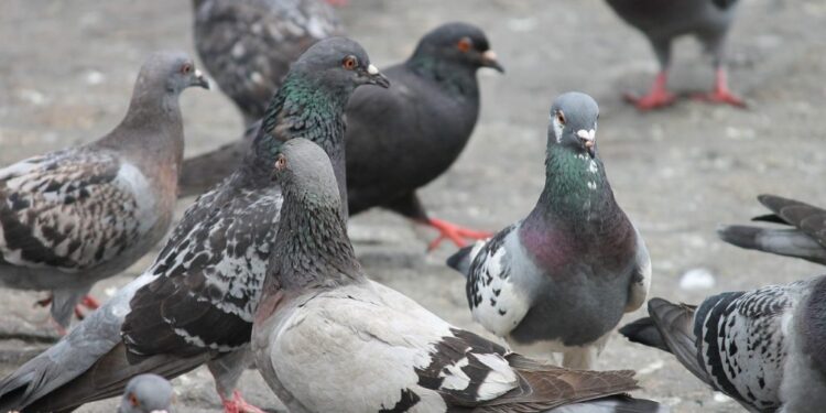 Homem mata pombos e afirma que ‘levaria para mãe cozinhar’ em SC