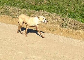 Cachorro é visto com boca amarrada em Massaranduba