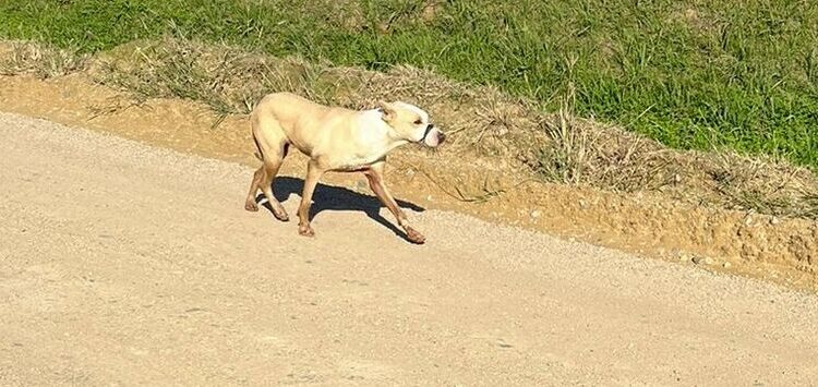 Cachorro é visto com boca amarrada em Massaranduba