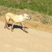 Cachorro é visto com boca amarrada em Massaranduba