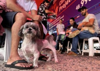 Dois bairros recebem programa de castração de cães e gatos em Jaraguá do Sul