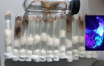 Aparição do escorpião mais perigoso do Brasil chama atenção em Araquari