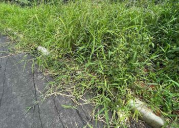 Prefeitura de Jaraguá reforça que limpeza de calçadas e terrenos baldios é dever do proprietário