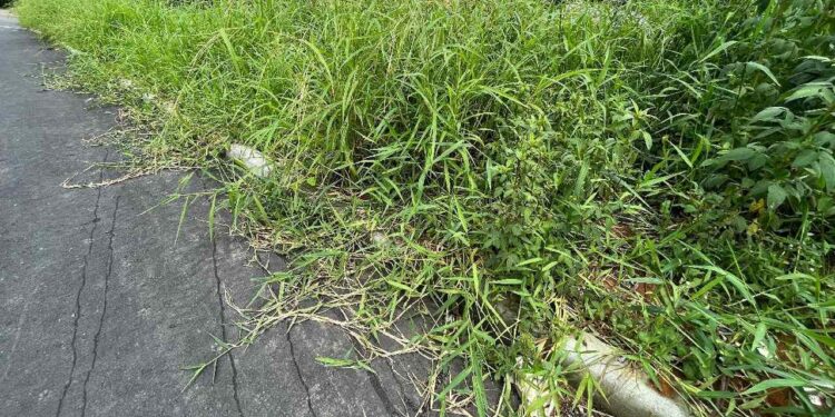 Prefeitura de Jaraguá reforça que limpeza de calçadas e terrenos baldios é dever do proprietário