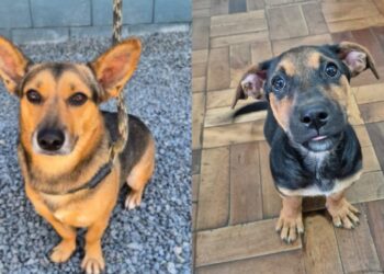 Jaraguá do Sul terá feira de adoção de animais neste sábado (07)