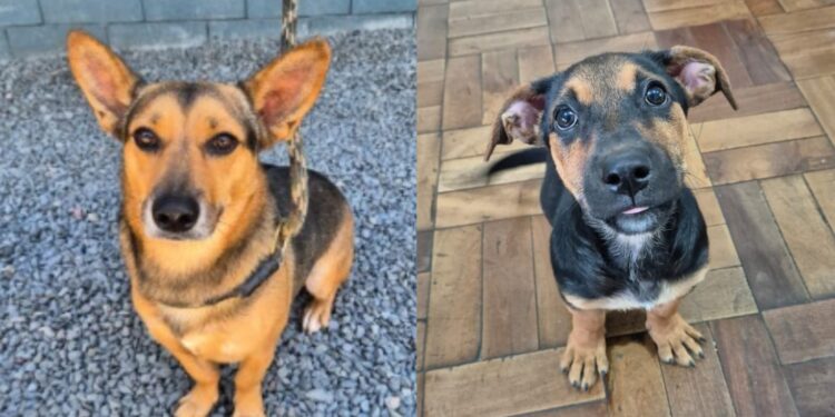 Jaraguá do Sul terá feira de adoção de animais neste sábado (07)