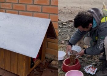 [Vídeo] Casinhas para cachorros de rua são destruídas em Schroeder