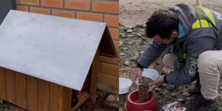 [Vídeo] Casinhas para cachorros de rua são destruídas em Schroeder