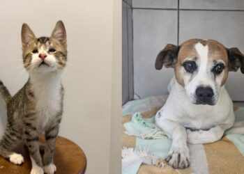 Jaraguá do Sul terá nova feira de adoção de animais neste sábado (14)