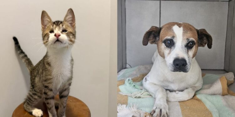 Jaraguá do Sul terá nova feira de adoção de animais neste sábado (14)