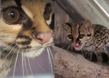 Gato maracajá é resgatado dentro de galinheiro em Jaraguá do Sul