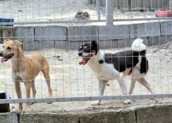 Prefeitura de Guaramirim reforça campanha de adoção para 55 animais resgatados