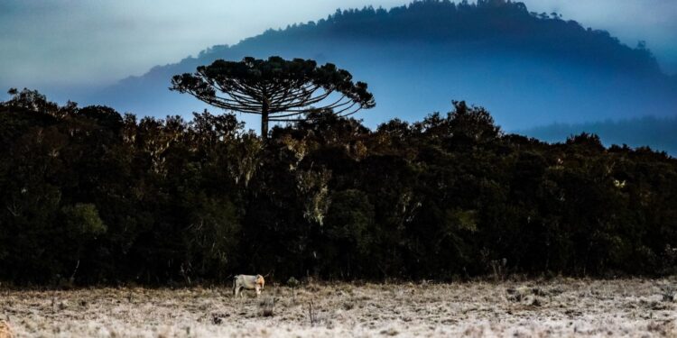 Previsão para o inverno 2025 em Santa Catarina indica frio intenso, geadas e nevoeiros