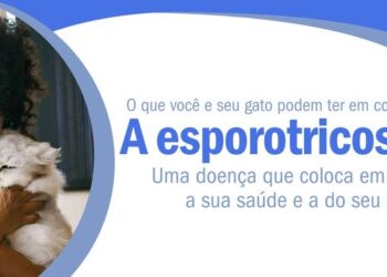 Esporotricose: O que você precisa saber sobre a doença que pode infectar animais e humanos